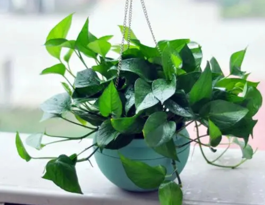 四种花旺财又养人,人养花花养人这15种花越养越干净