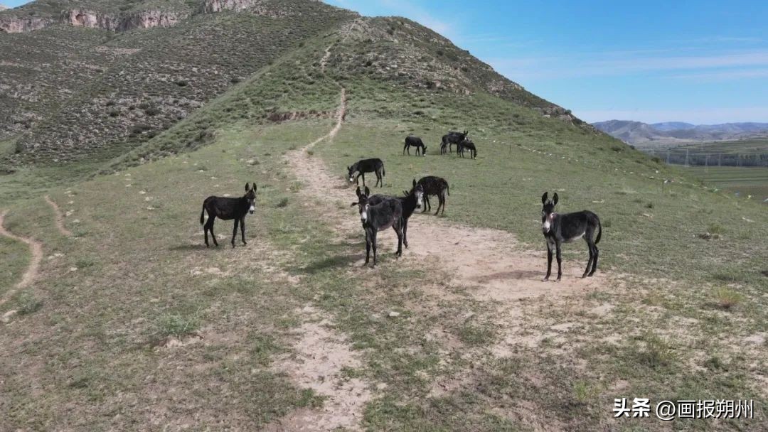 小毛驴赚钱,小毛驴致富路线