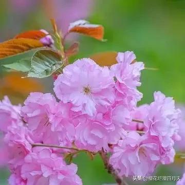 开门红收入图片,开门红正收益图片