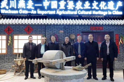 武川燕麦重要农业文化遗产,内蒙古乌兰察布武川燕麦