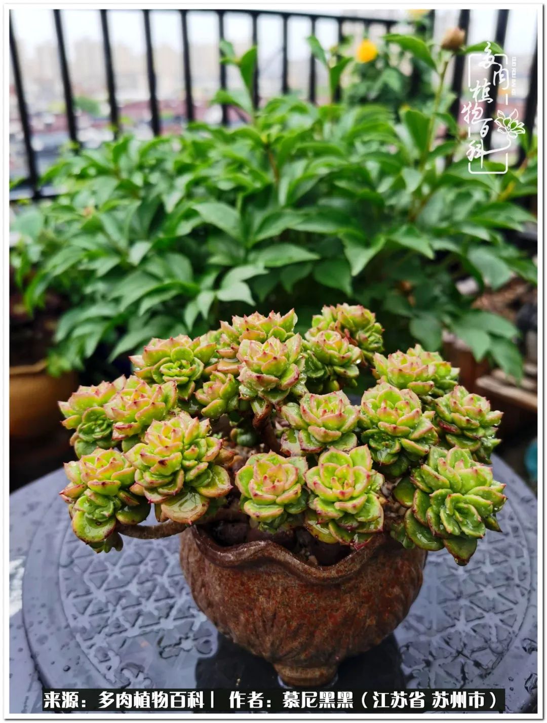 生活需要三分甜,生活需要一半禅意一半烟火