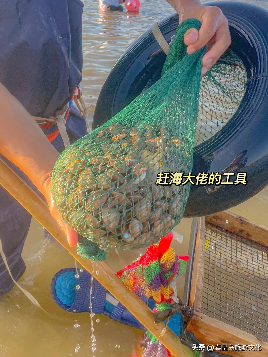 秦皇岛赶海海鲜都有什么,秦皇岛哪里可以赶海捉海鲜