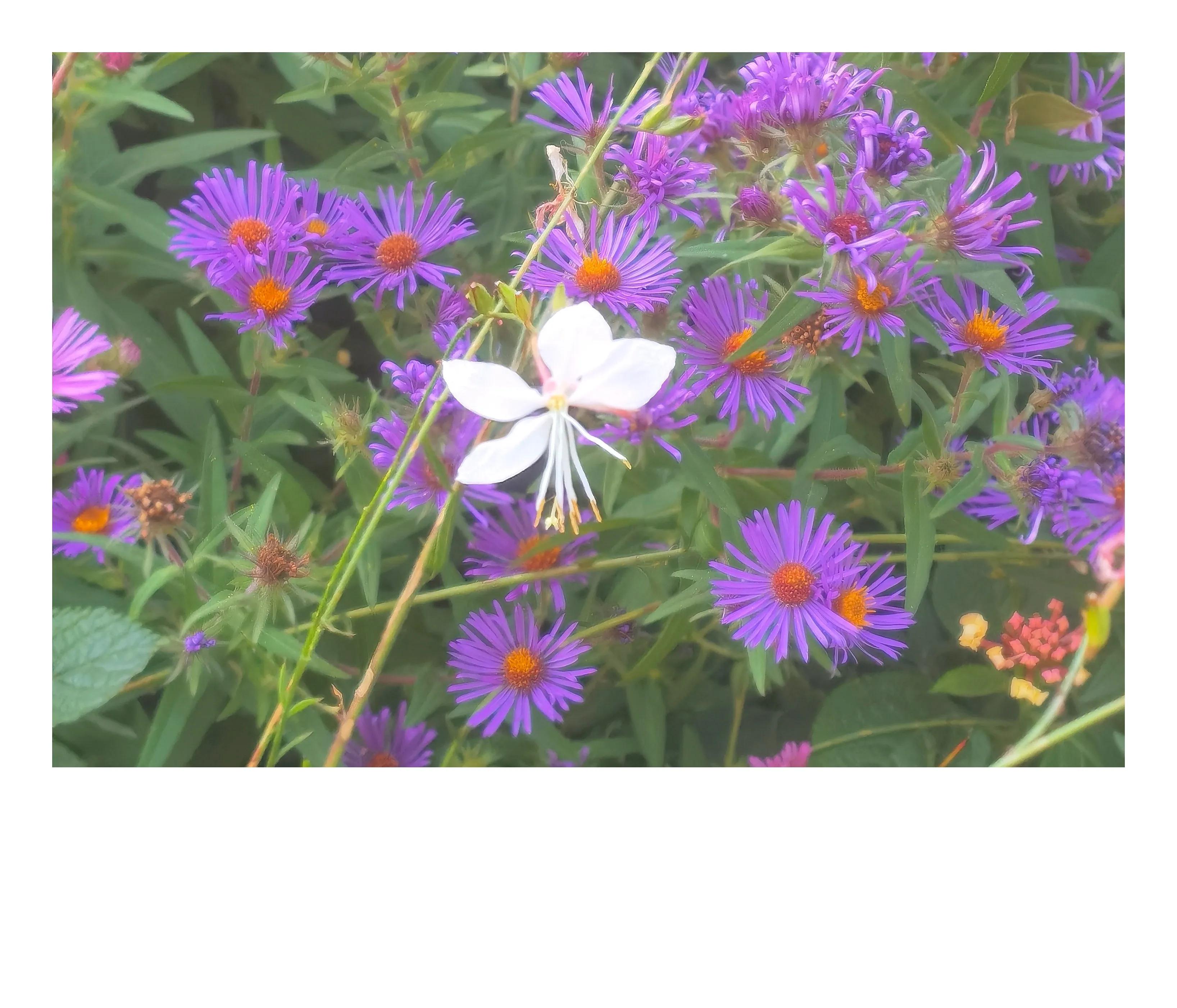 奥森公园里秋意图片,奥森公园的秋花也很漂亮