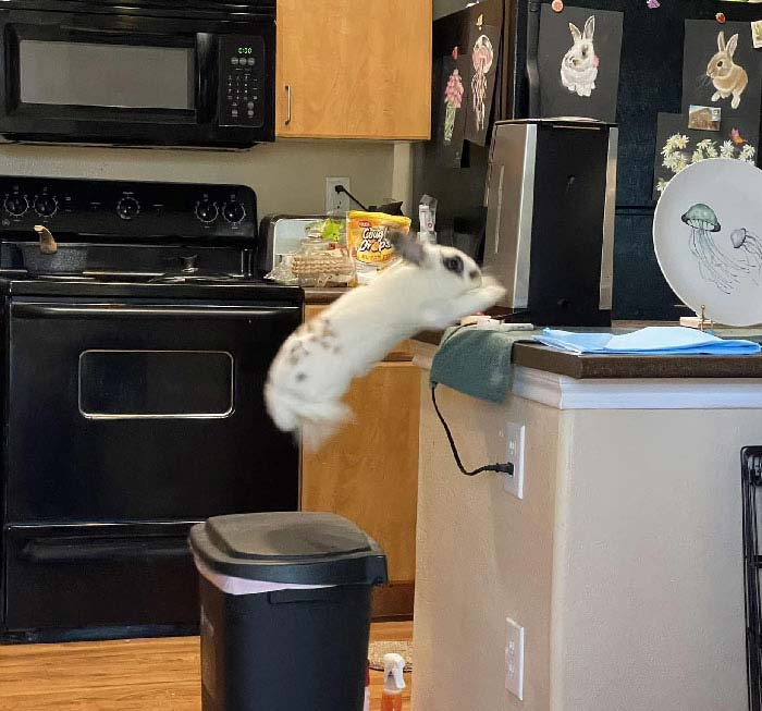 兔兔超可爱的真人照片,兔兔超可爱露脸照片