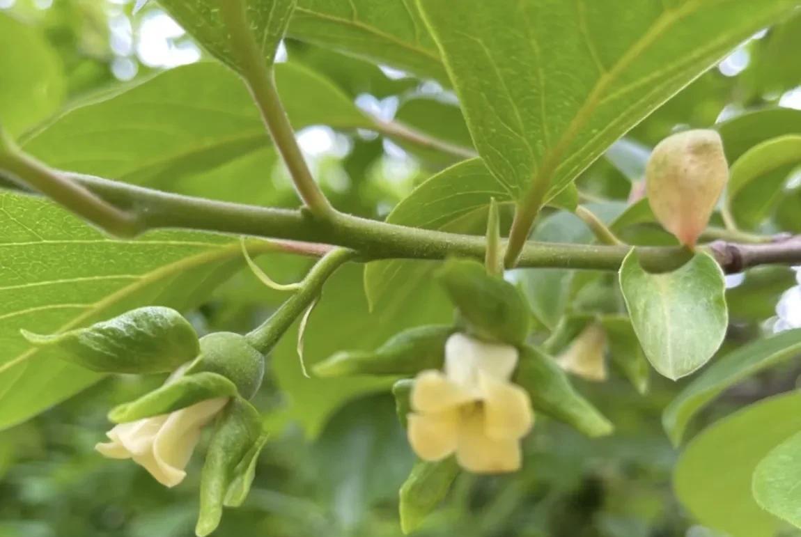 柿子生长期如何防落果,柿子九月份的病虫害管理