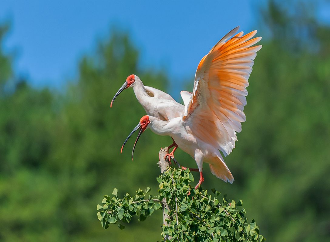 东方宝石朱鹮灭绝了吗,东方宝石朱鹮吃什么