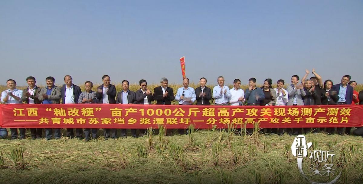 金色农华籼梗交新标杆、新升级——浙杭优220