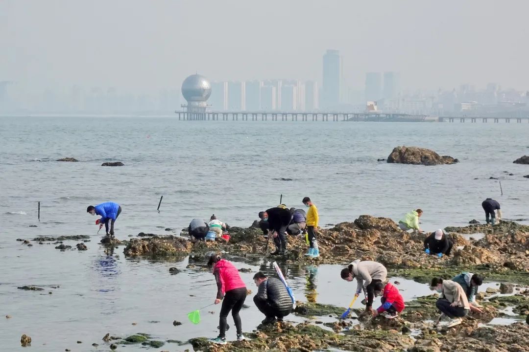烟台捞海肠赶海,烟台海肠赶海视频