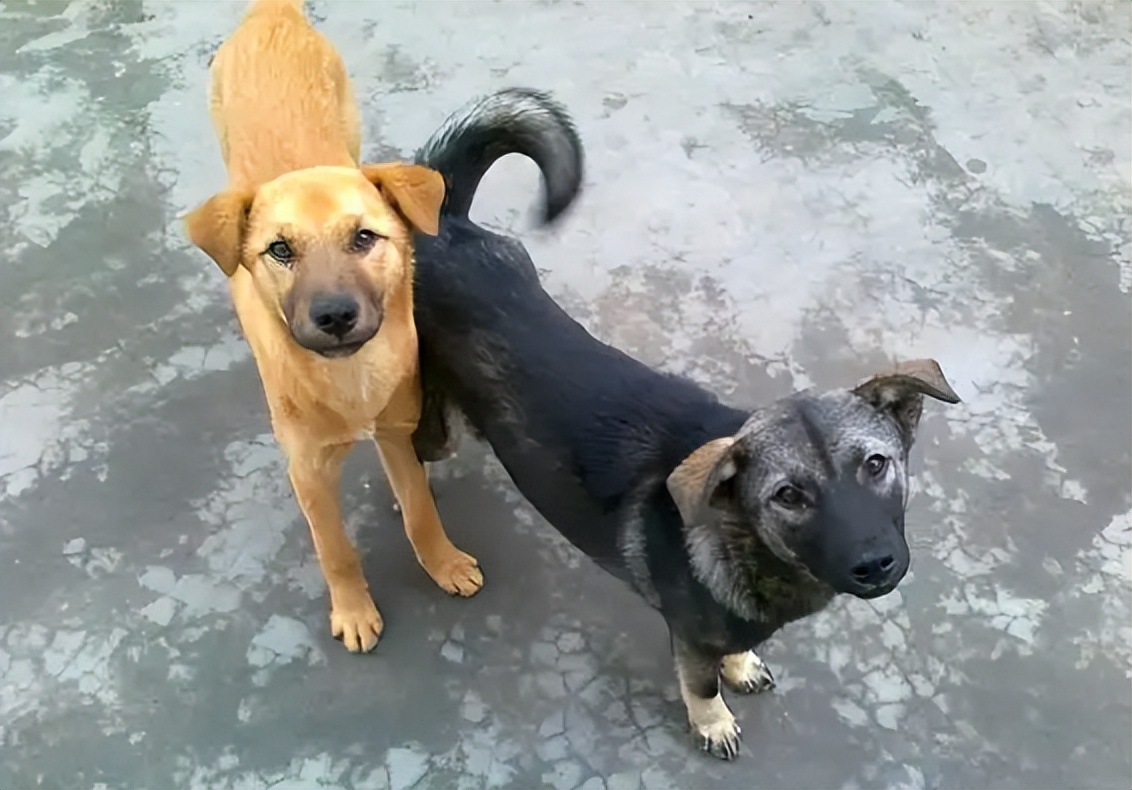 狗在死前为什么要离家出走,老狗不进家门是什么意思