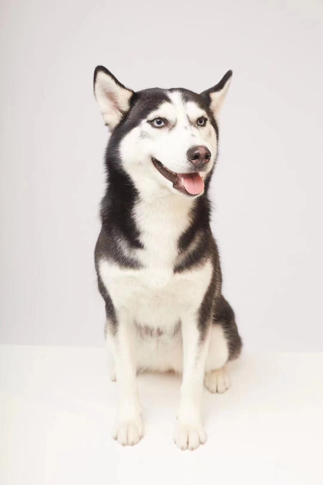 细小治愈后还是没精神,细小治愈了站不起来了