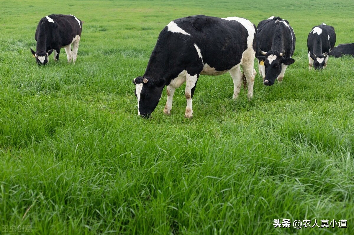 圈养牛和散养牛的利润,现在养牛的前景如何