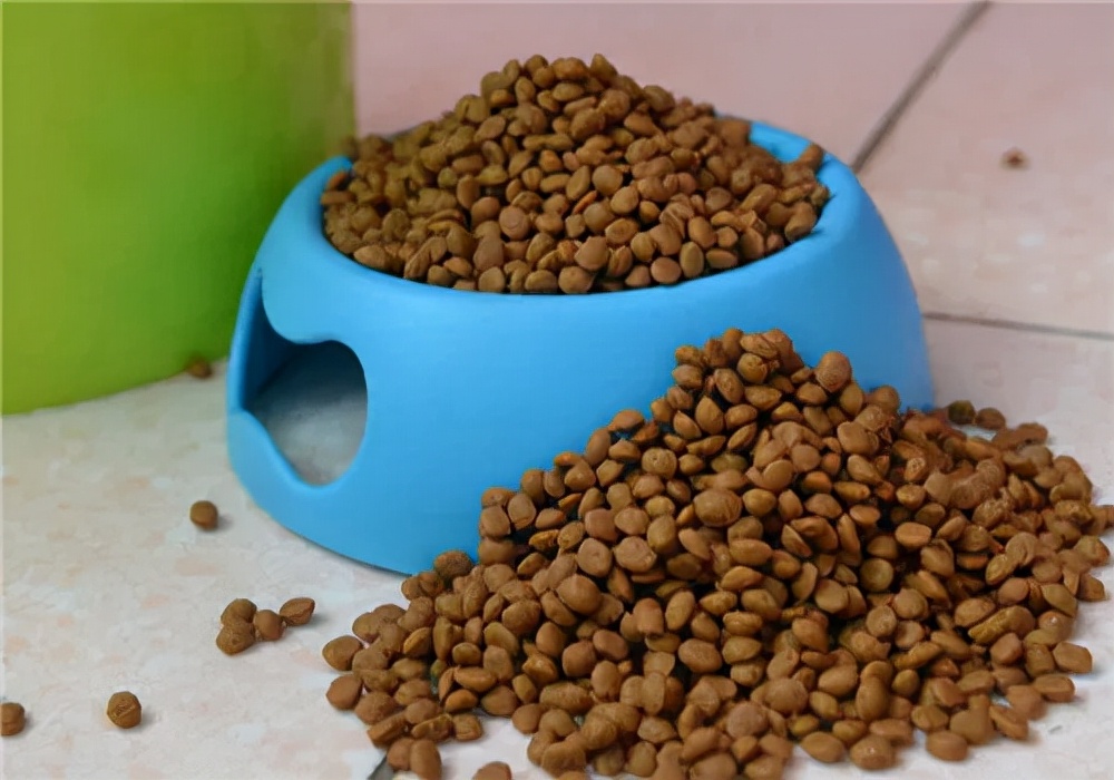 养狗须知狗狗不能吃什么,如何养宠物狗不吃饭