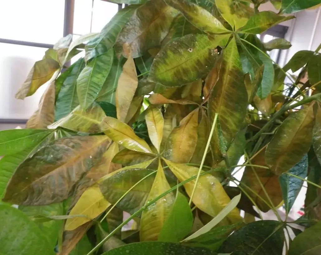 招财树叶子枯黄掉叶小妙招,招财树叶子发黄掉落怎么补救