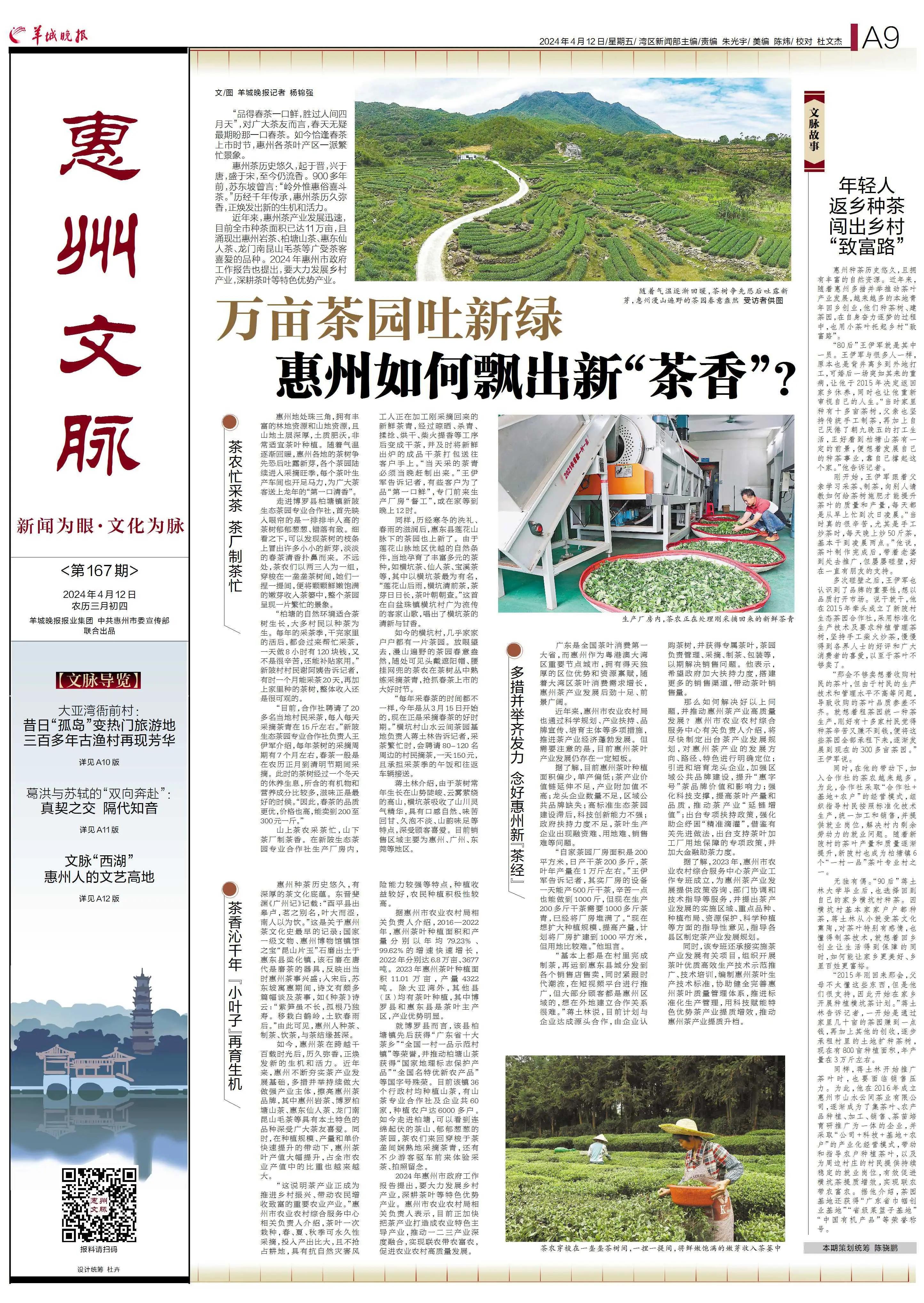 惠州茶园绿意浓,惠州的万亩茶园