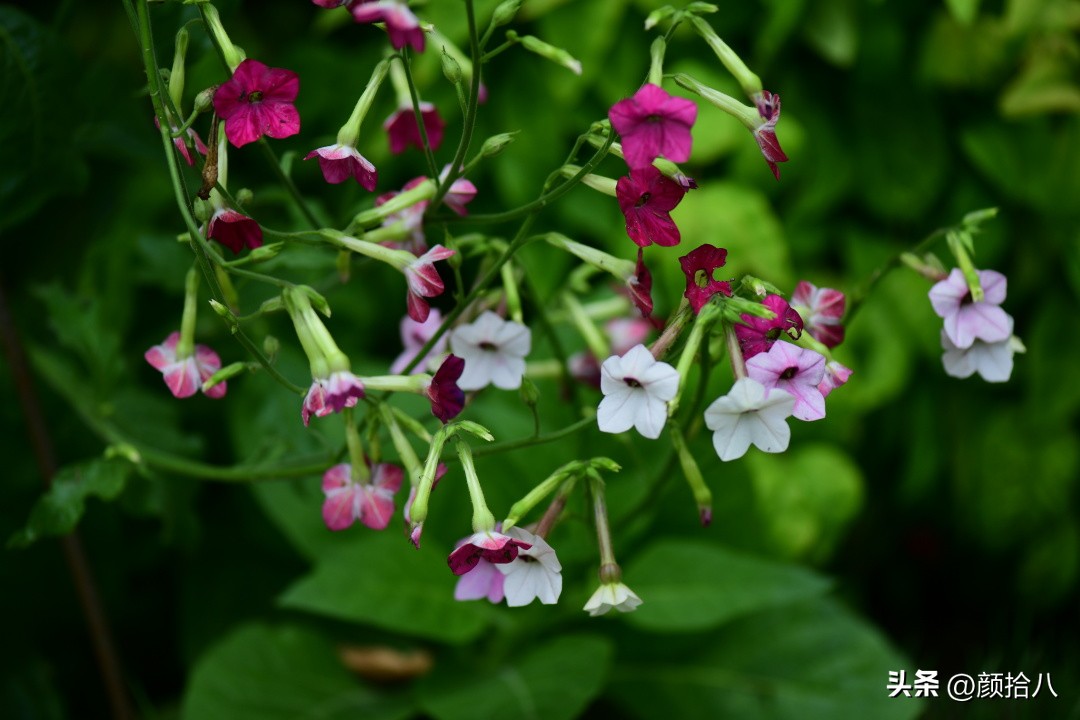 冬天开花的室外花卉盆栽,温室盆栽观花花卉植物