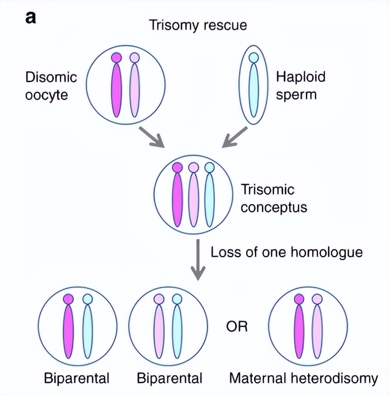 试管婴儿pgt-a检测结果怎么看,试管婴儿不孕不育基因检测