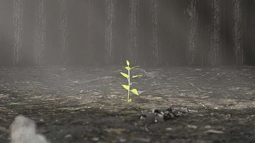 英国切尔西花展官网,切尔西花展正式对公众开放