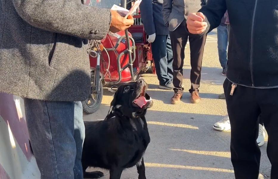 拉布拉多被卖入狗肉车的视频,拉布拉多被卖狗市