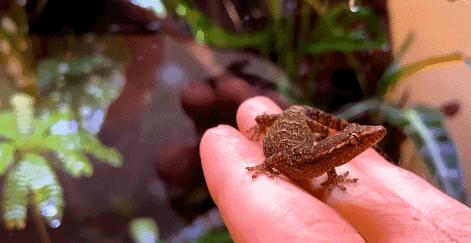 在卧室造一片弱肉强食的危险雨林，会打雷还真的会下雨