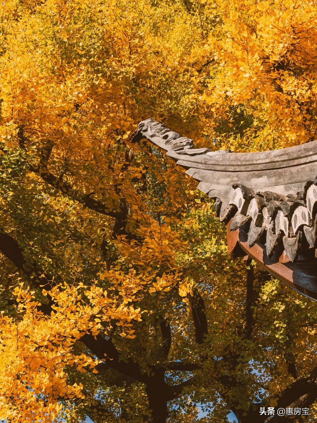 上海公园免费,上海免费公园排行