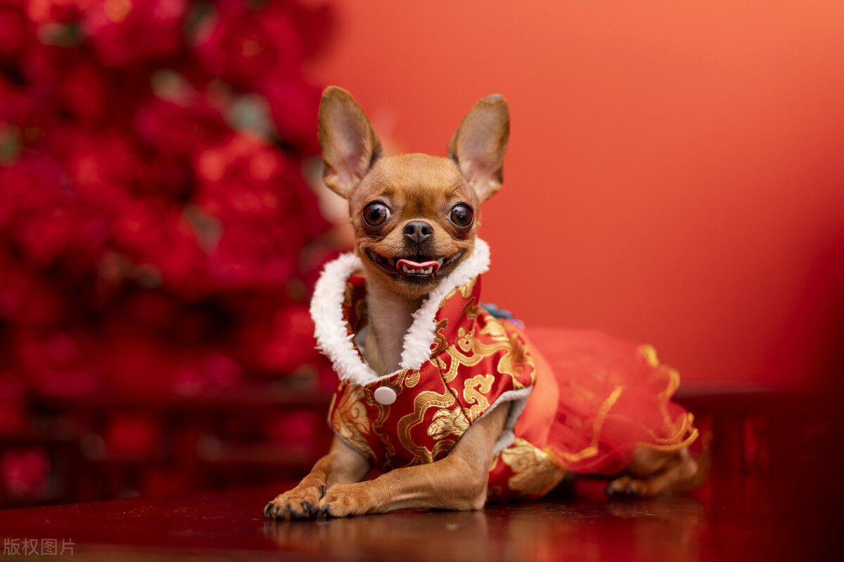 常见的宠物犬种品种有哪些,常见的宠物犬种类及图片大全