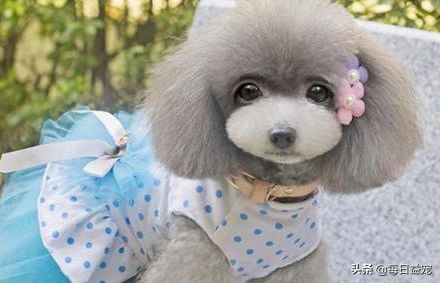 买泰迪注意事项和禁忌,买泰迪的时候需要注意些什么问题