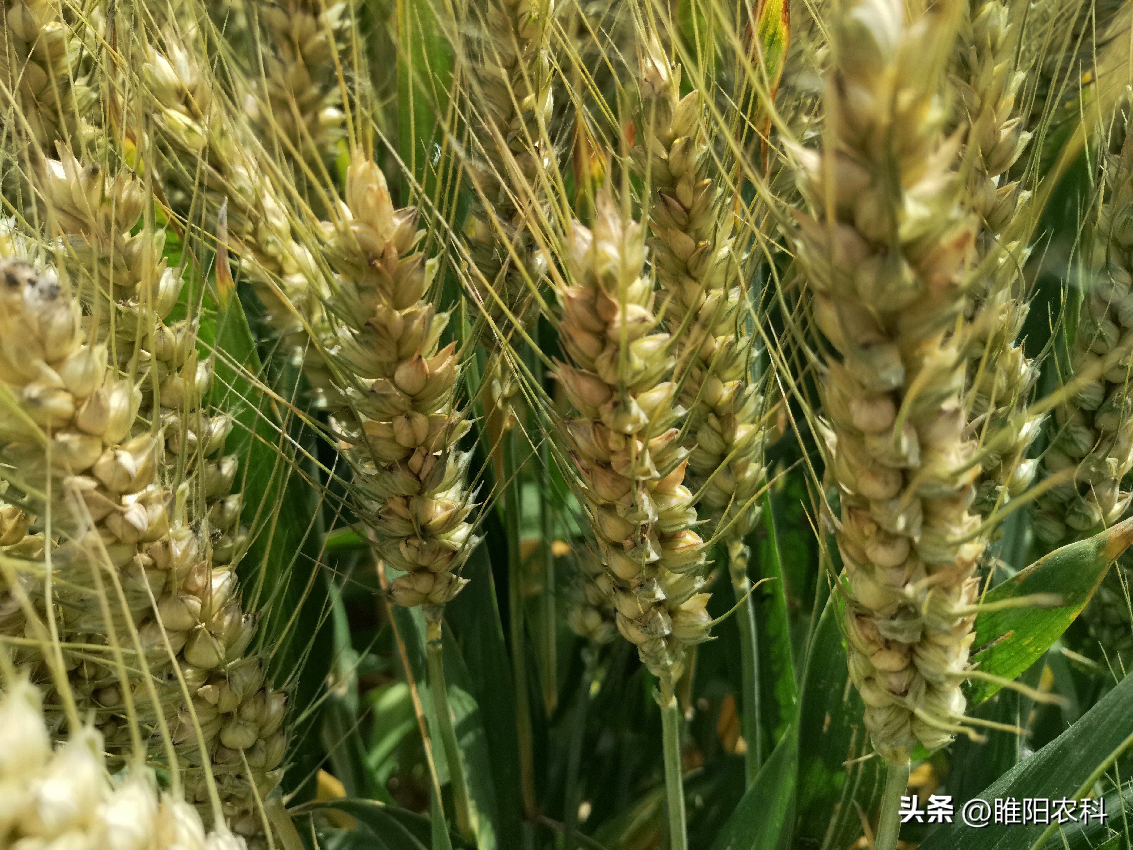 2022年小麦高产品种排名,2022年高产小麦品种排行