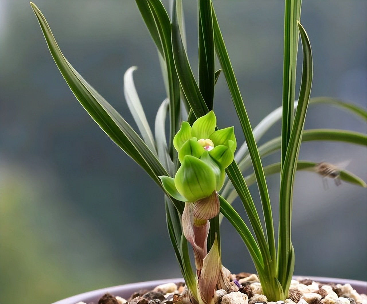 春兰皇后绿云引种苗图片,春兰皇后绿云来历