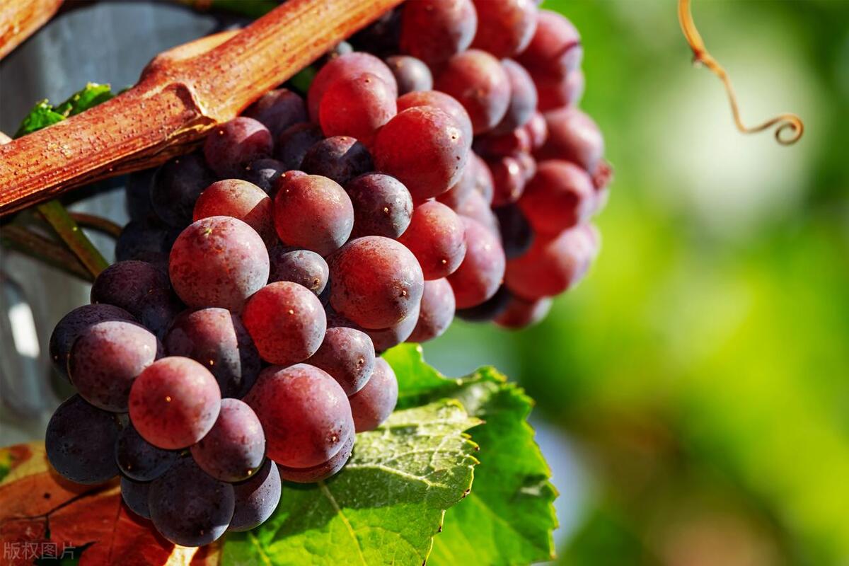 女子自制红酒面膜，美容变毁容