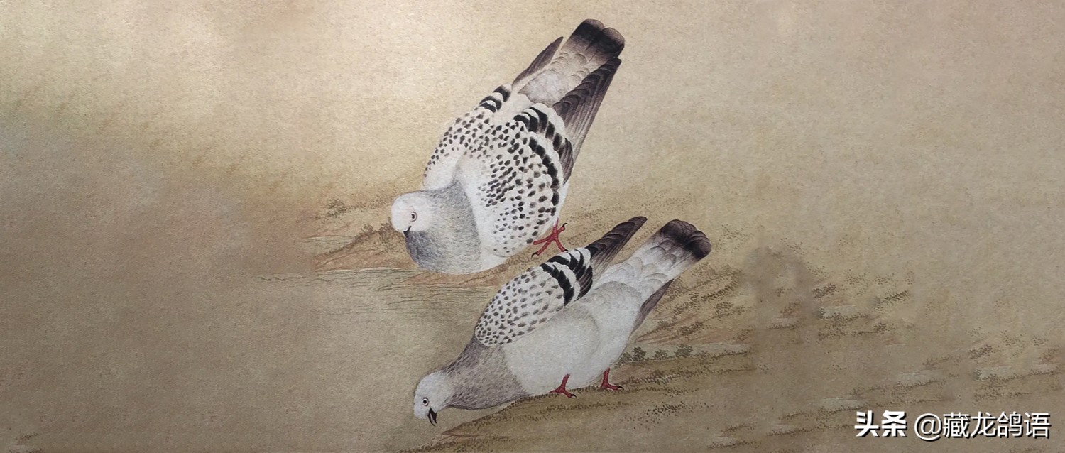 都门豢鸽记之—论鸽子的优劣