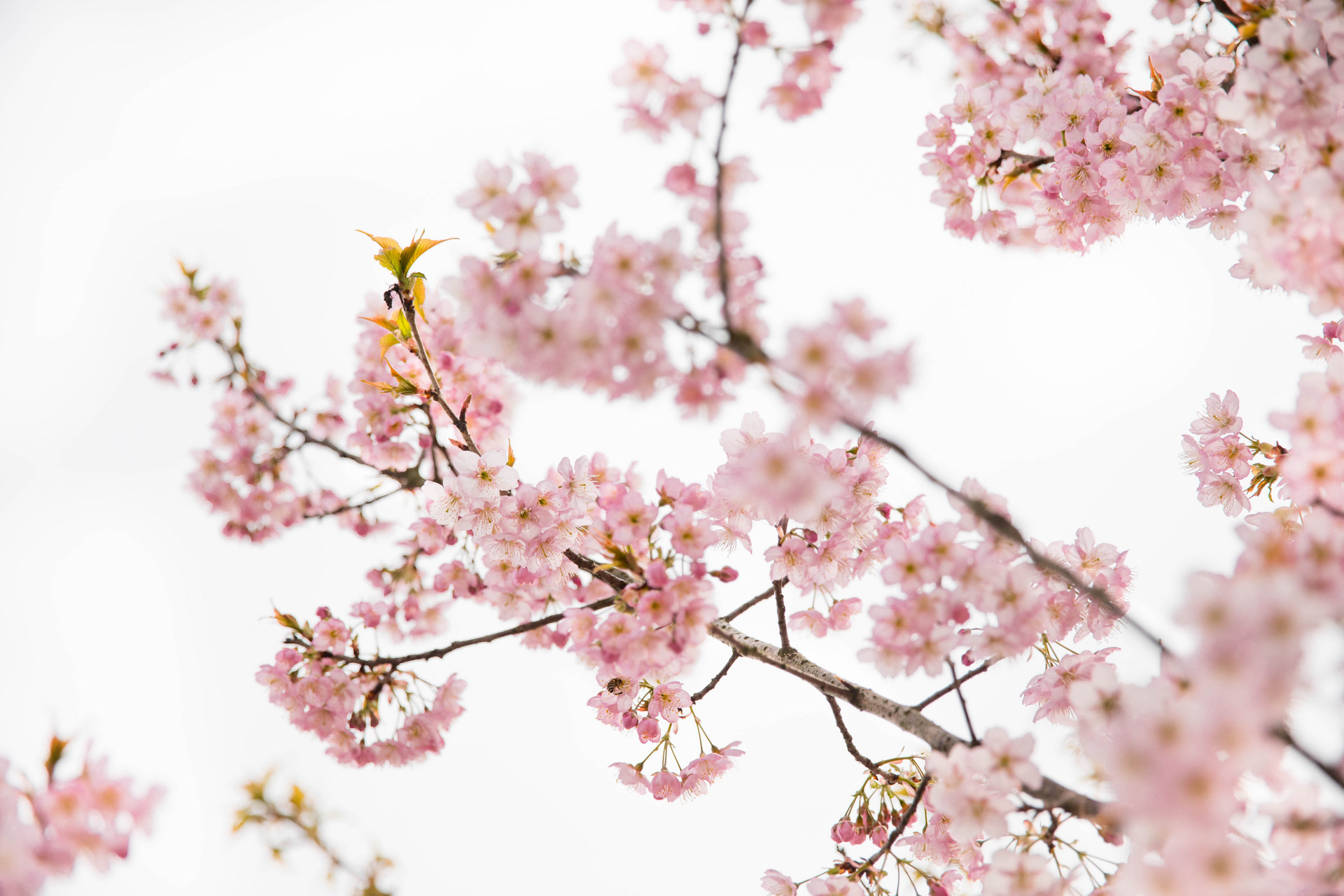 杨绛经典语录人生感悟500字,杨绛先生经典语录与人生感悟句子