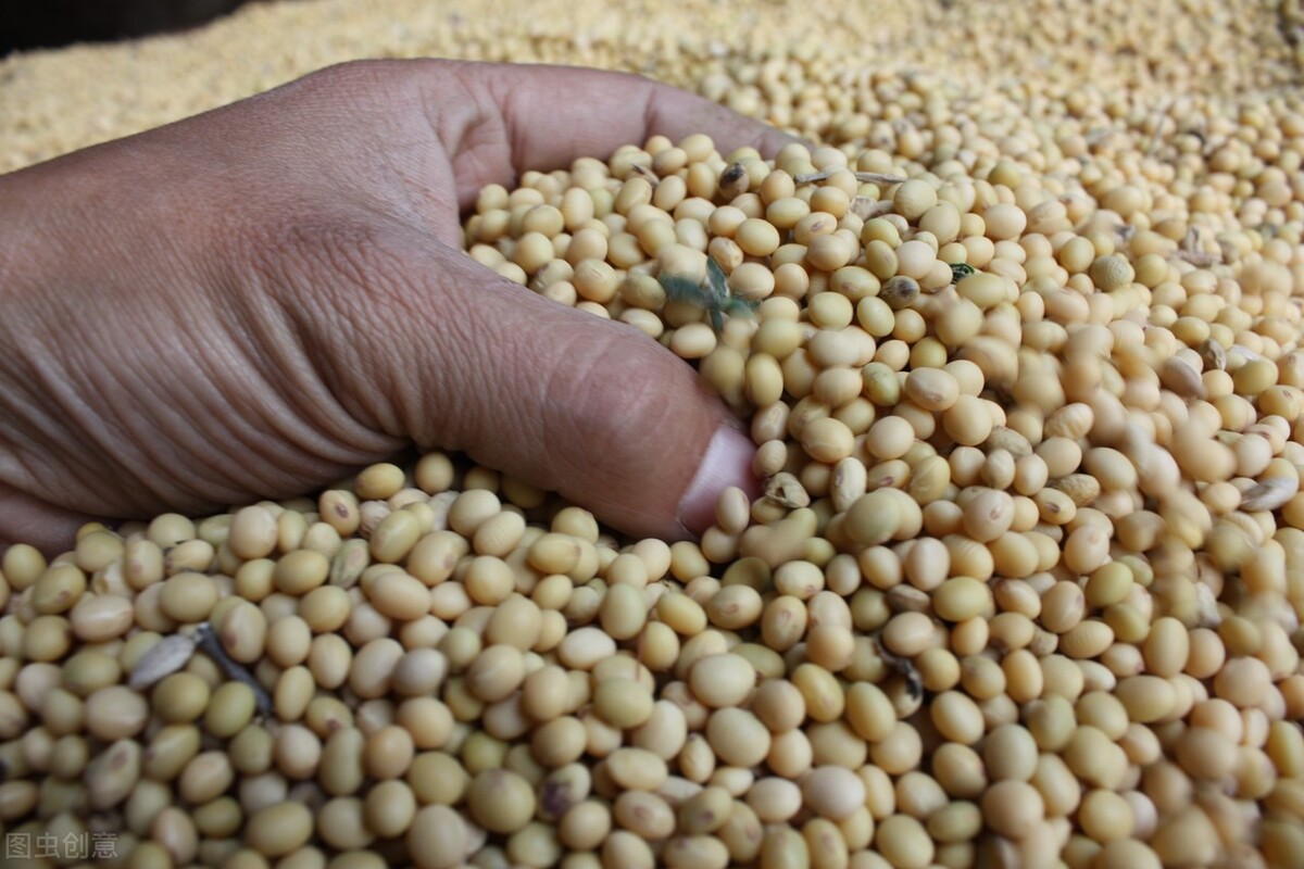 大豆价格预测尽在大豆价格信息网,大豆价格最新7月2号大豆价格行情