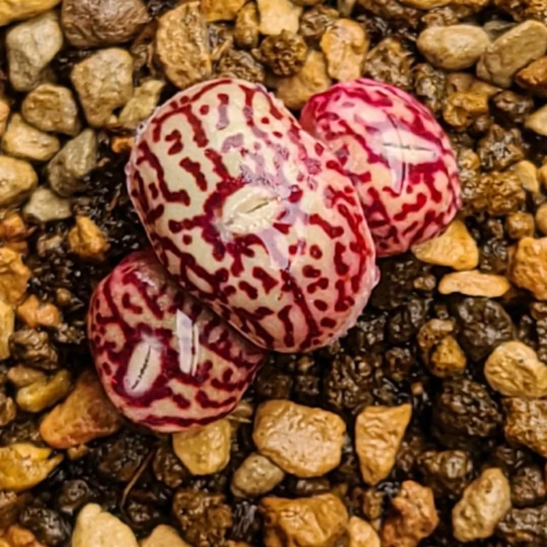 肉锥蜕皮要断水吗,肉锥什么时候蜕皮