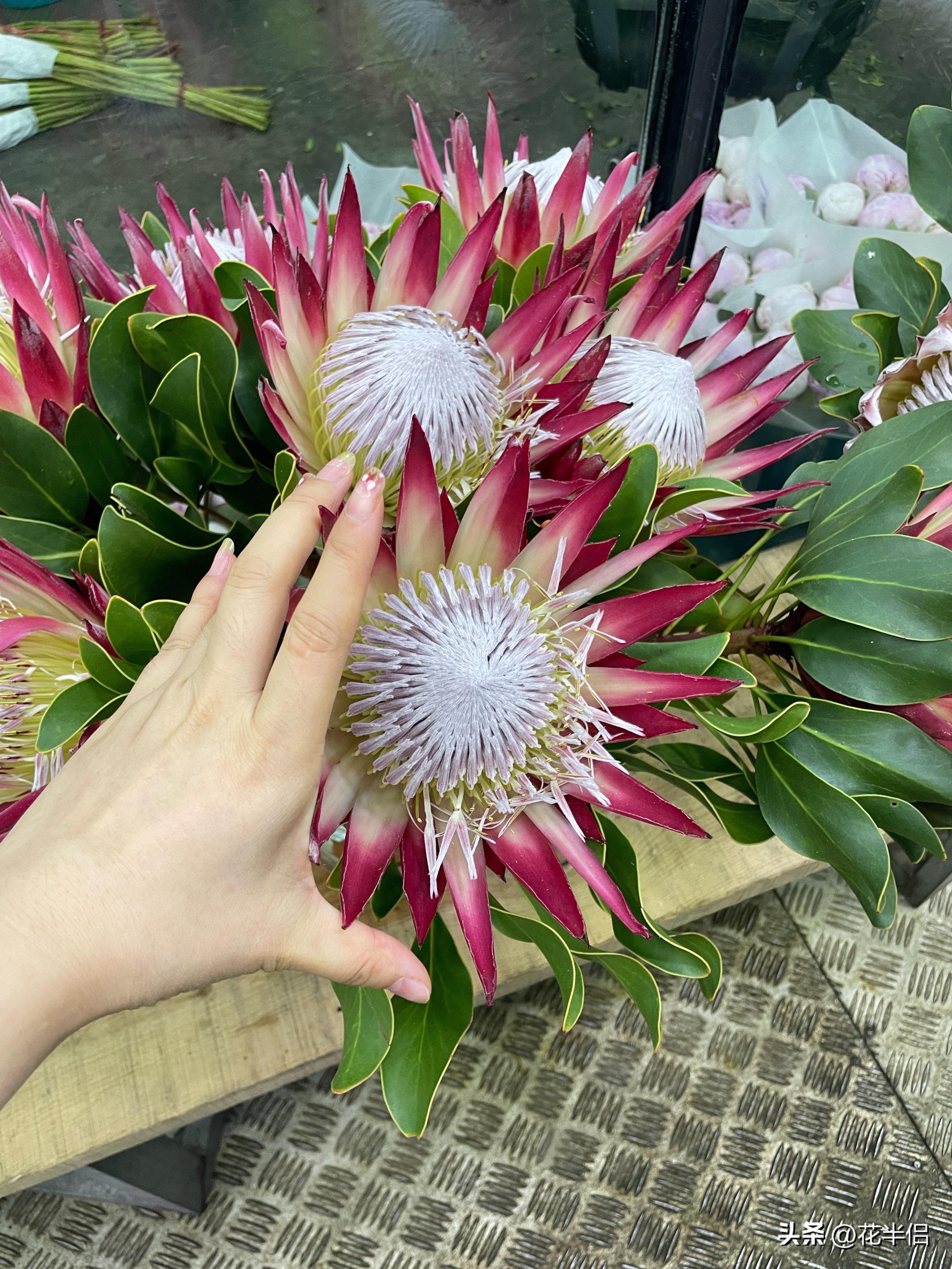 名贵花卉帝王花,帝王花中的稀有品种