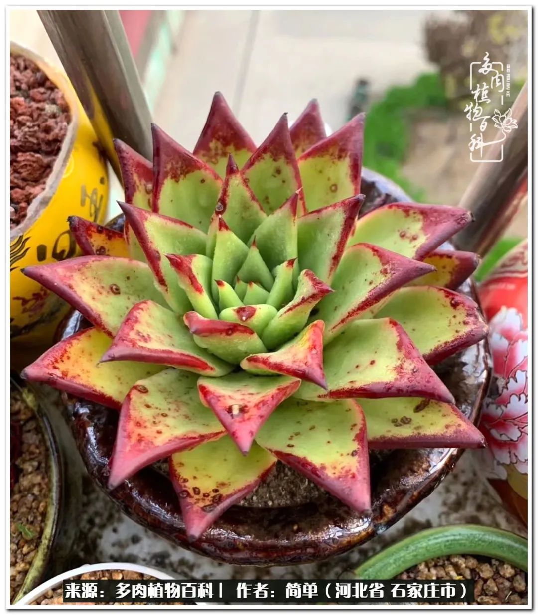 自从养了多肉以后视频,养多肉治愈生活中的疲惫和琐碎