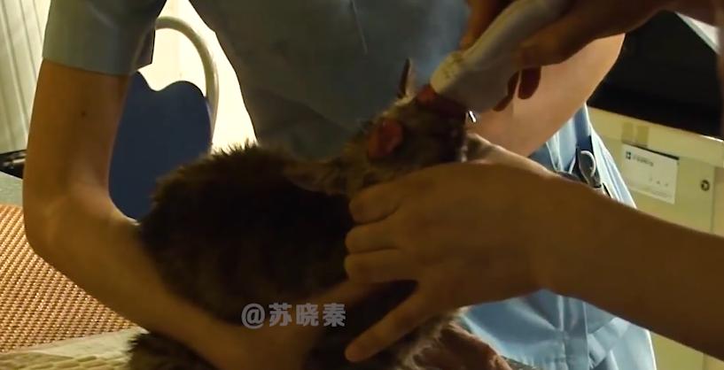 猫咪失明眼球肿大凸出,猫咪失明但眼睛装下了整片星空