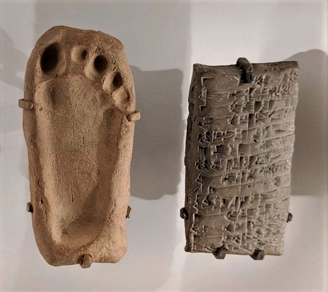 电鳗鳄鱼同归于尽,鳄鱼与电鳗同归于尽