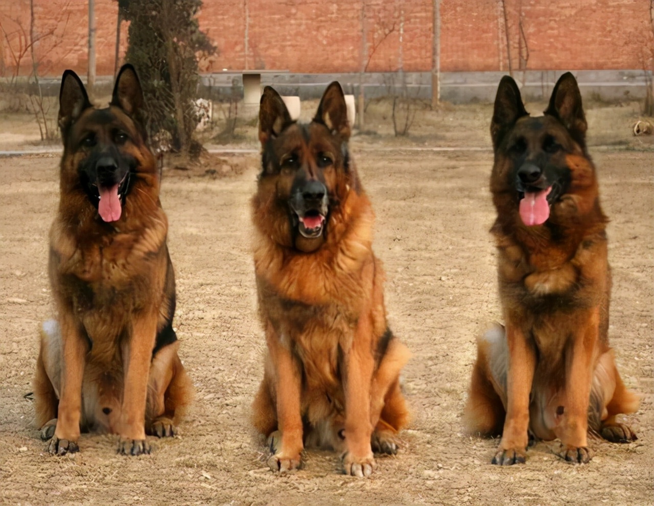 哪类狗狗忠诚度高又聪明,对主人最忠诚的狗狗排名榜凶猛犬