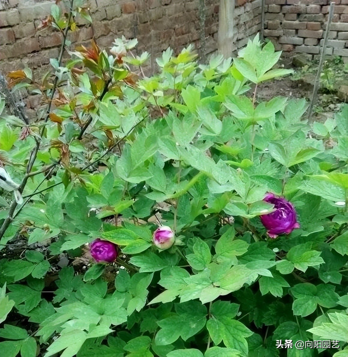 牡丹栽上第二年不开花,牡丹开花期和牡丹花期