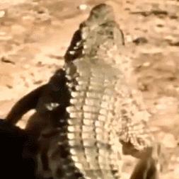 什么猫咪和英短合得来,猫咪长毛英短怎么区分公母