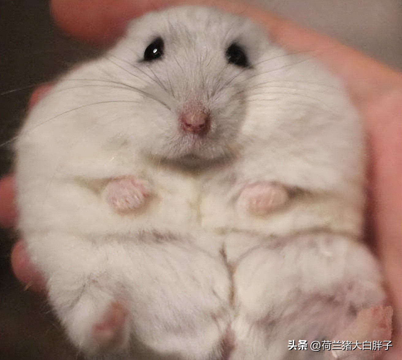 怀孕的仓鼠建议吃什么,母仓鼠怀孕了怎么接生