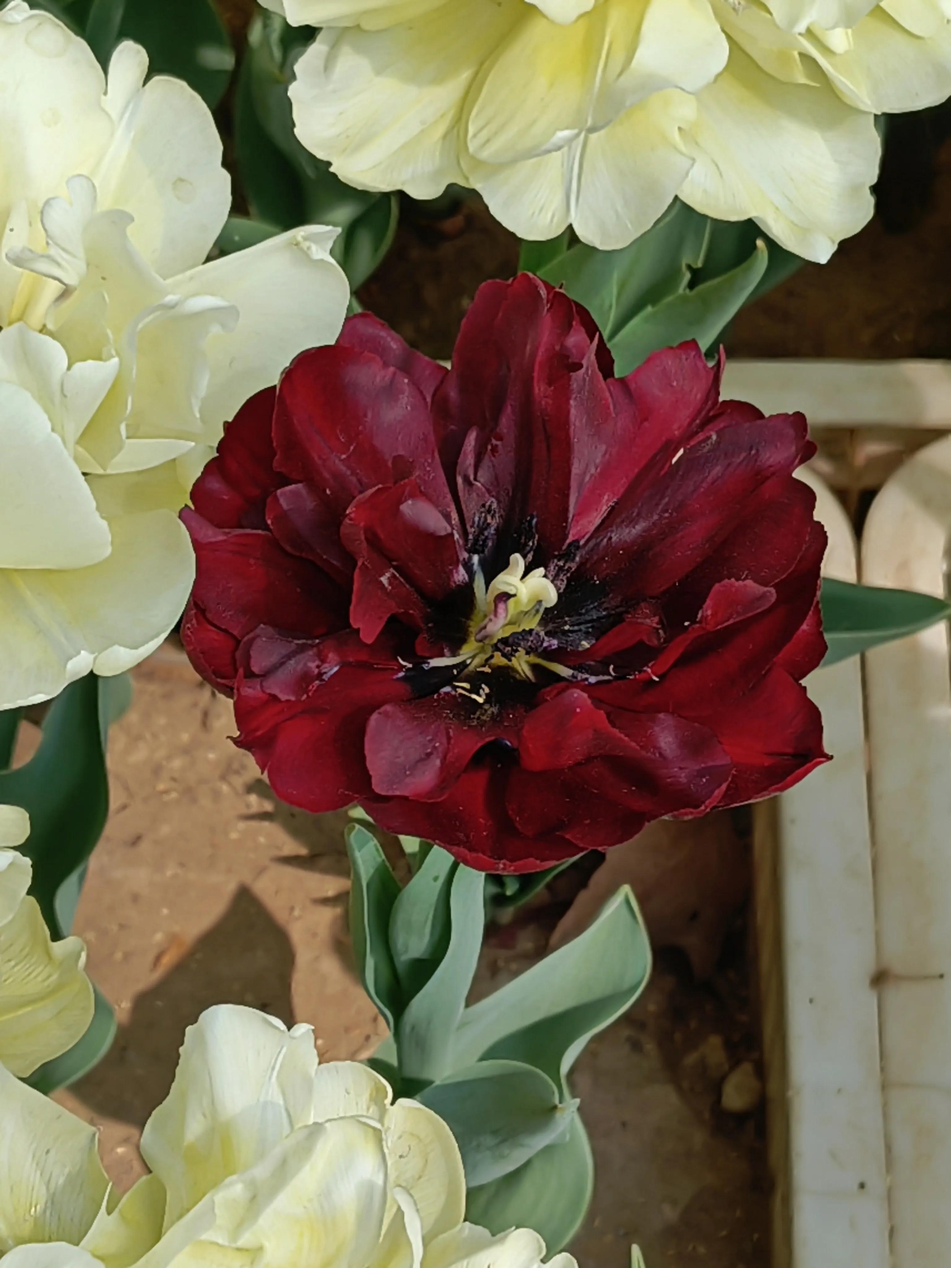 郁金香花语送长辈,郁金香花语永恒的爱与祝福