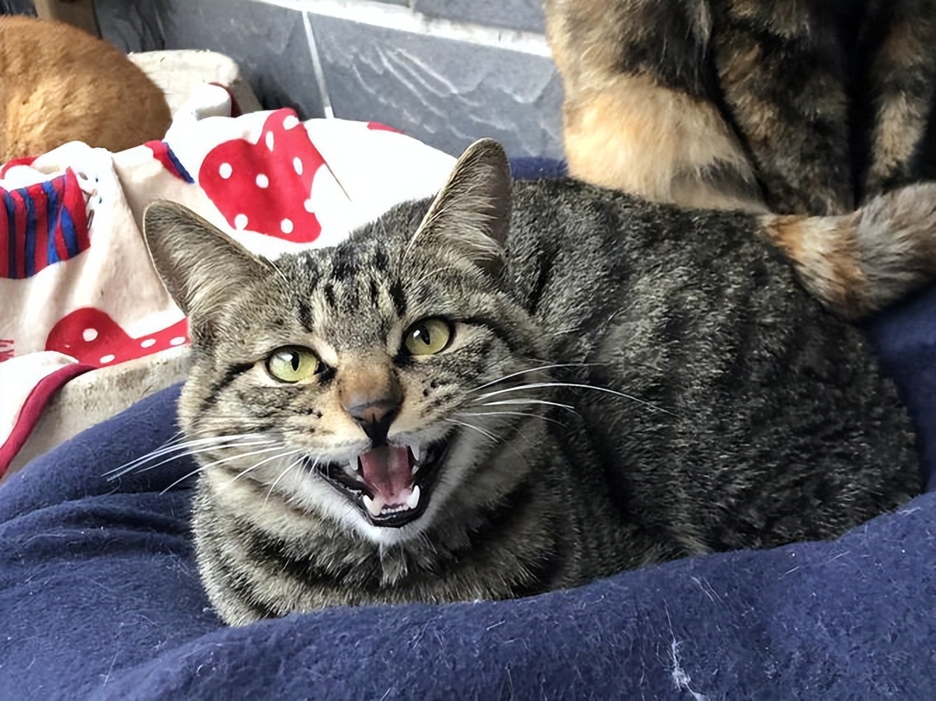 家猫狸花猫流浪后还能存活吗,狸花猫被前主人弃养不吃不喝