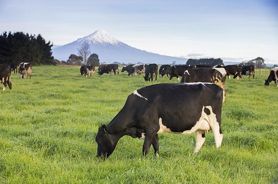 从小喝高培臻爱草饲奶粉的宝宝,高培臻爱草饲奶粉