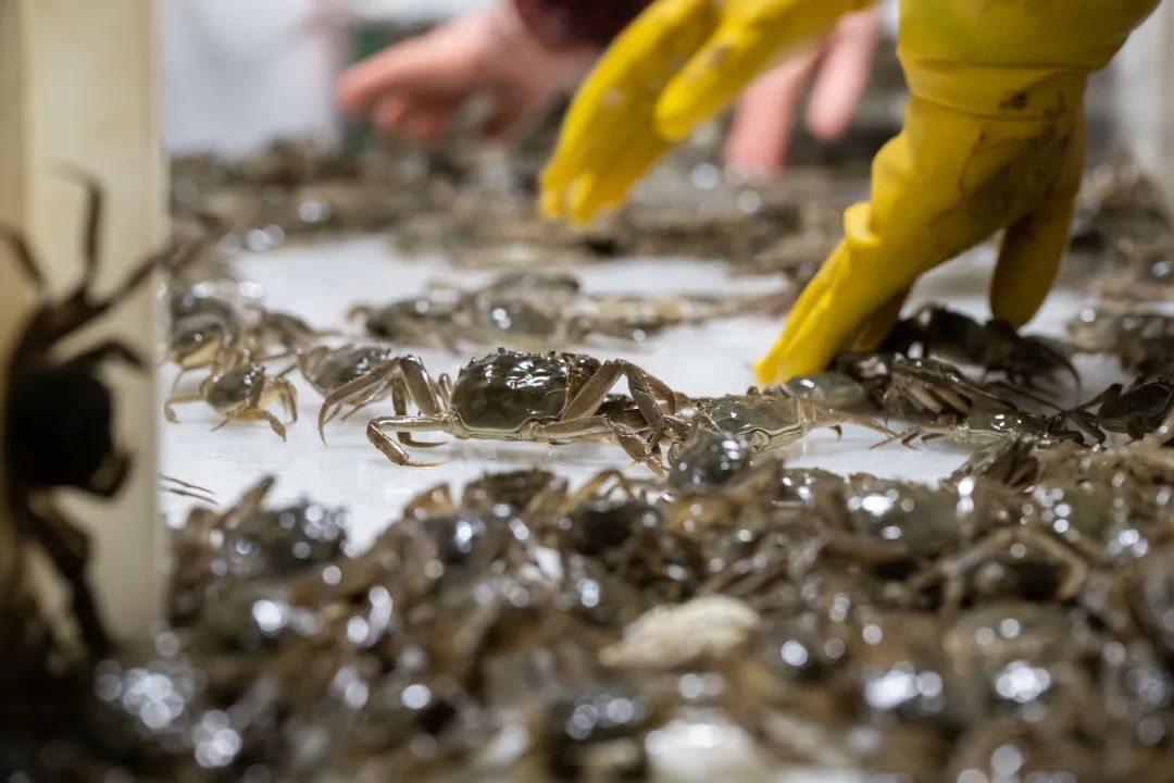 云养帝王蟹,立体式养蟹