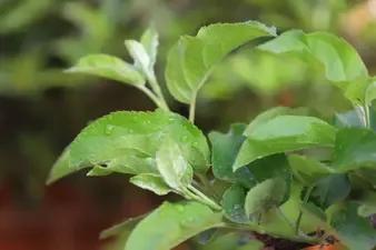 红富士苹果什么样的好吃,红富士脆甜苹果哪产的好吃