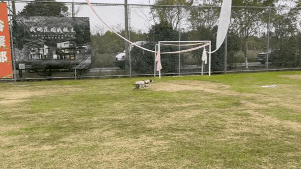 双11大型犬狗粮攻略,双11田园犬粮