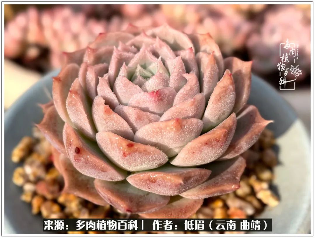 玉露多肉冬季分盆,玉露多肉怎样才能晶莹剔透