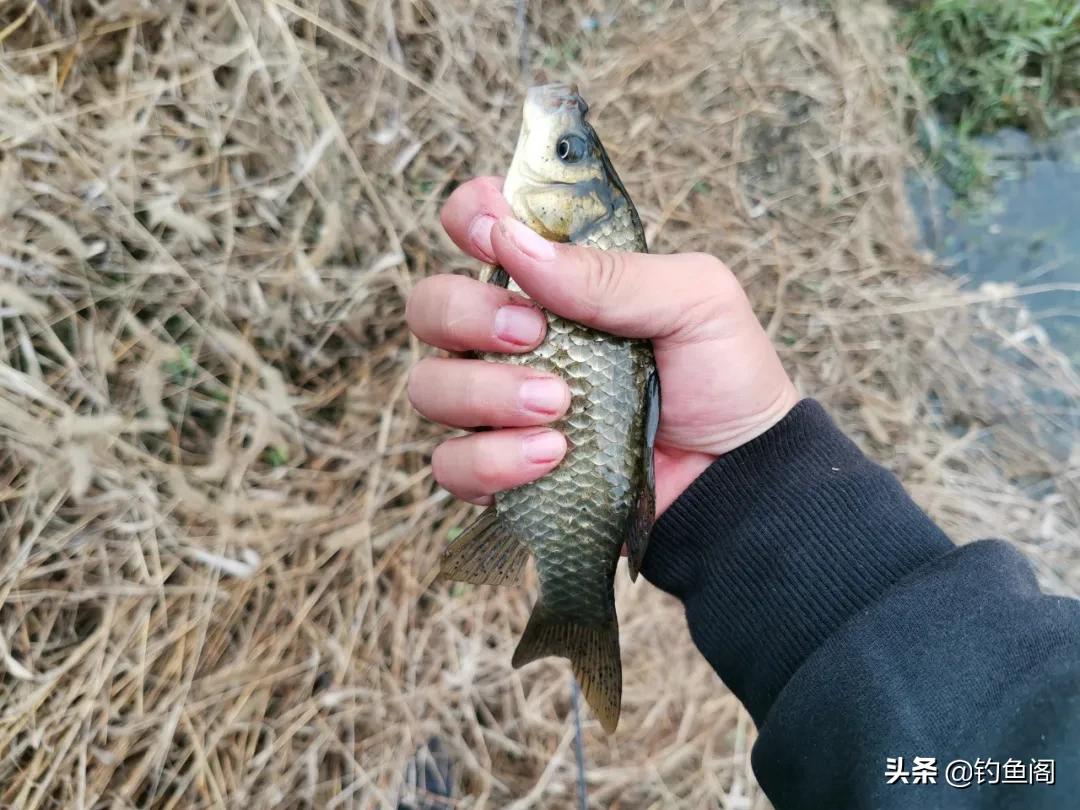 三秒钟ak47鱼竿怎么样,传统钓ak47用13米竿合适吗