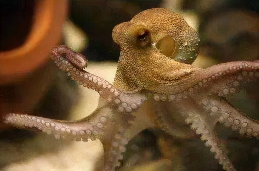 最新研究称章鱼或于5亿年前来到地球,为何总说章鱼是外星生物?